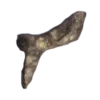 NWA 10503 Carbonaceous Chondrite